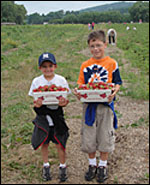 Strawberry picking in Tioga County, Finger Lakes, New York